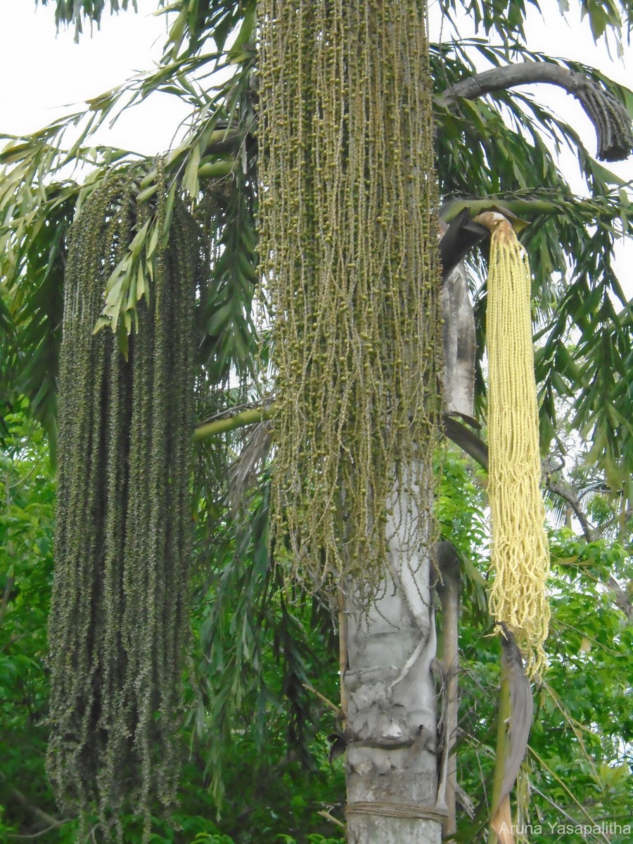 Caryota urens L.